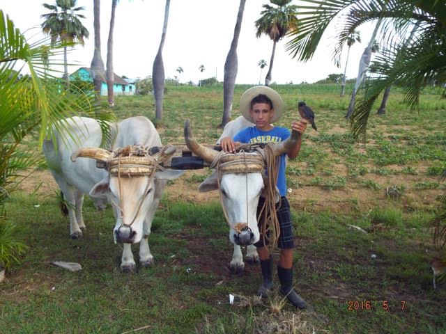 Tauck Cuba- Locals on the Farm with Animals 