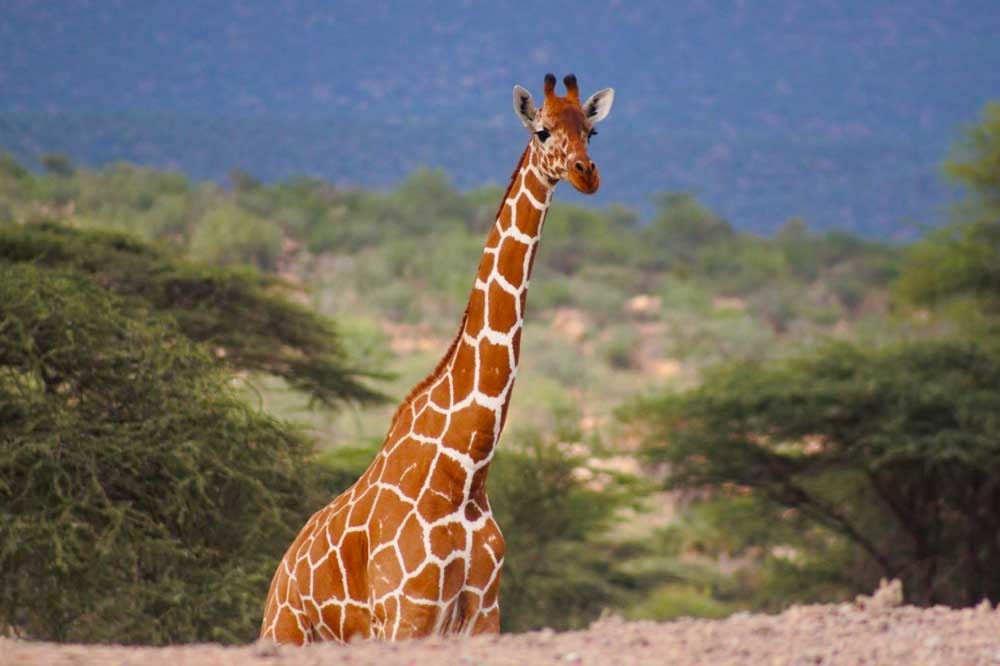 Safari With Nairobi With Globus