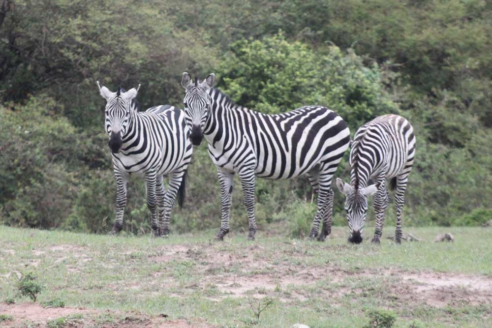 Safari With Nairobi With Globus