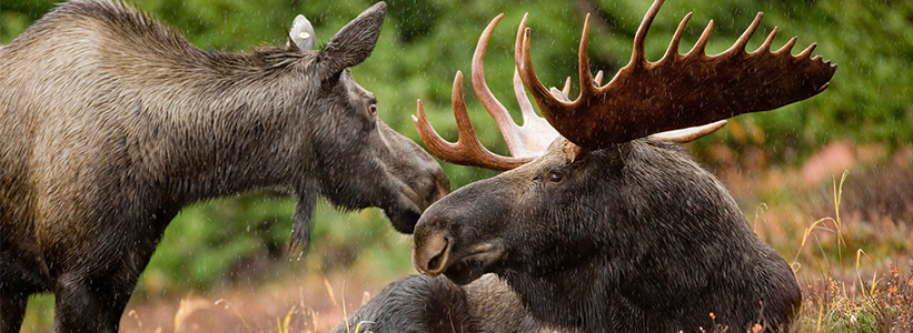 Big 5 Animals In Alaska