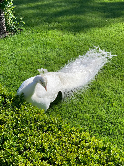albino peacocks 